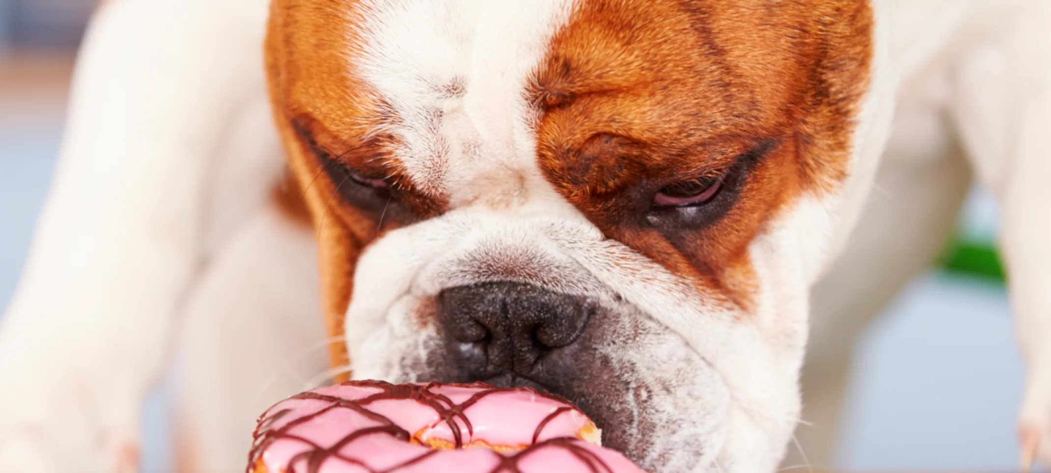 Dog eating donut